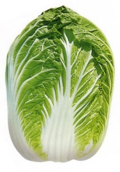 Chinese Cabbage KBZ Late 3906