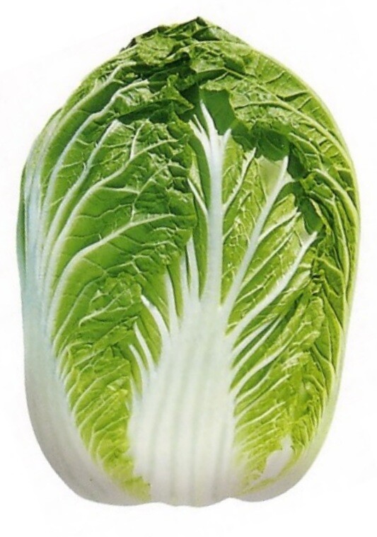 Chinese Cabbage KBZ Late 3906