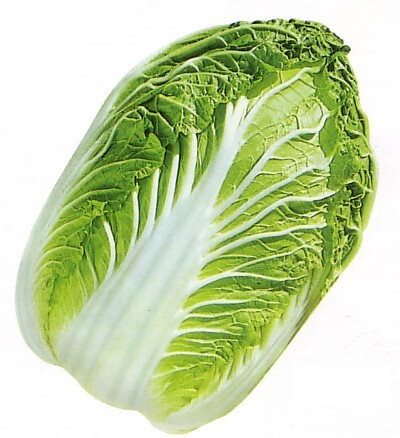 Chinese Cabbage KBZ Early 3905