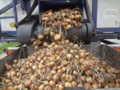Picko Bello Onion Sets