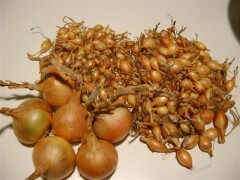 Picko Bello Onion Sets