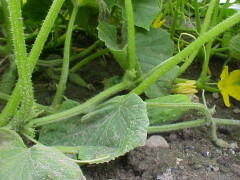 Pickling F1