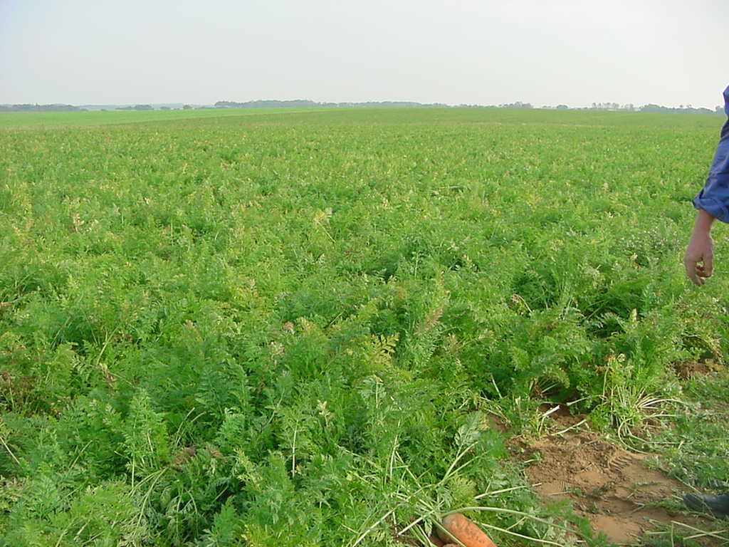 KBZ 3000 – Foto 2